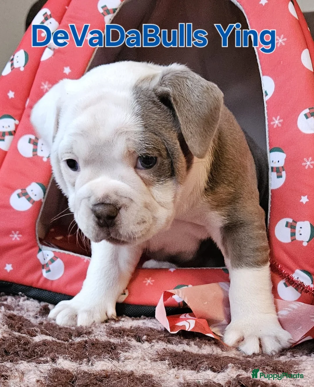 Old English Bulldog honden te koop: 2 Old english bulldog reutjes mogen nest verlaten  - Advertentie 2
