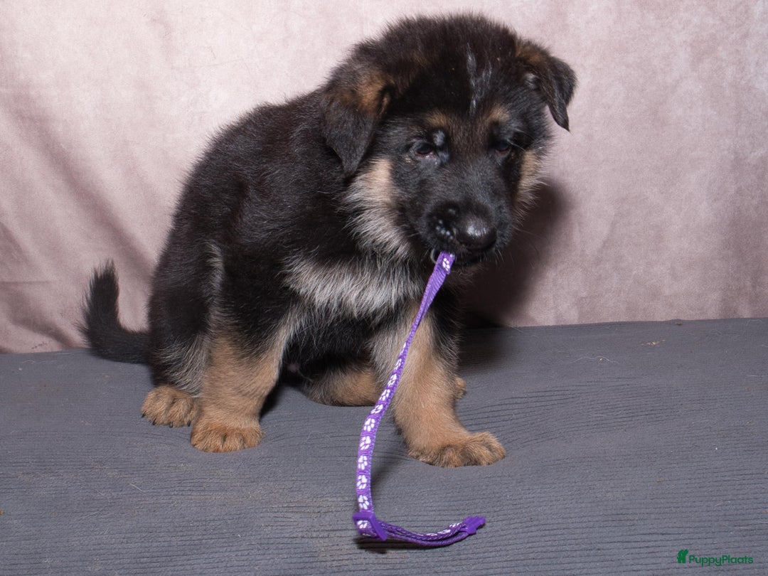 Duitse Herder honden te koop: 🐾 Duitse Herder Pup te Koop  🐾 - Afbeelding 11
