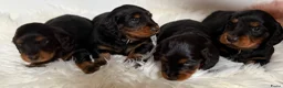 Teckel (langhaar) honden te koop: Teckel standaard langhaar met stamboom - Advertentie 12