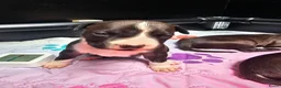 American Staffordshire Terriër honden te koop: Prachtige nestje amstaff pups - Advertentie 16