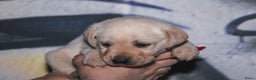 Labrador Retriever honden te koop: Raszuiver labrador pups mogen naar nieuw huisje  - Advertentie 10