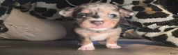 Chihuahua honden te koop: Zeer bijzondere mooie chihuahua pups te koop - Advertentie 4
