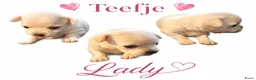 Chihuahua honden te koop: Mooie chihuahua pups - Advertentie 6