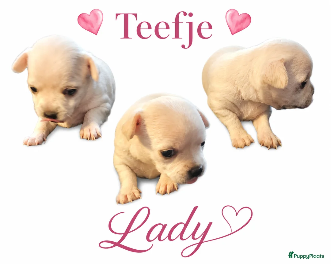 Chihuahua honden te koop: Mooie chihuahua pups - Advertentie 6