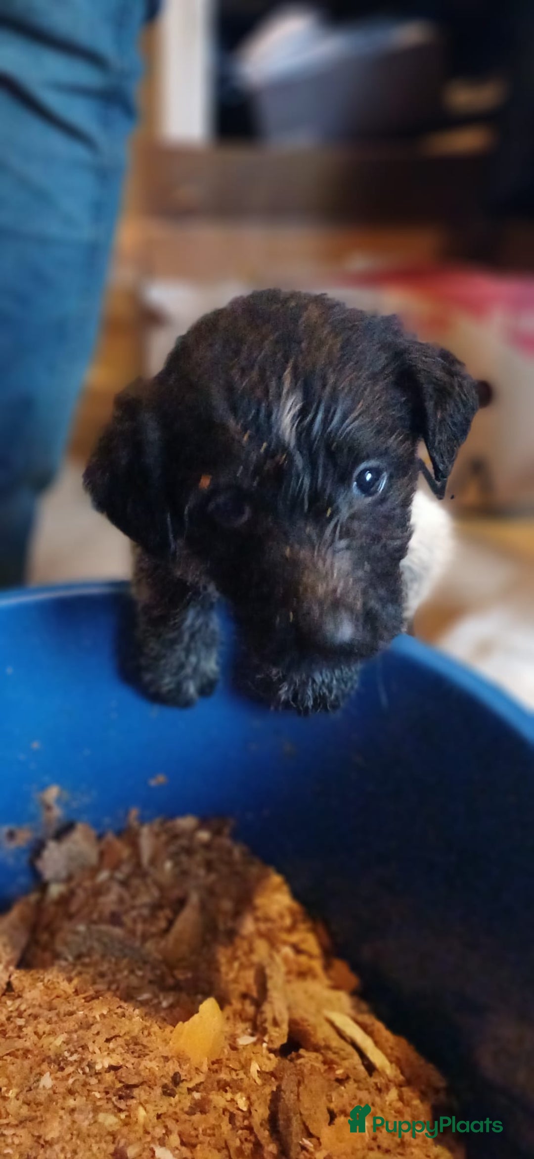 Kruising honden te koop: Ben jij het baasje van een van deze mooie puppy's? - Advertentie 19