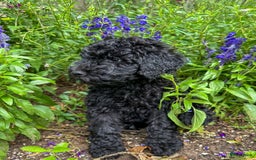 Poedel honden te koop: koningspoedel pups - Afbeelding 10