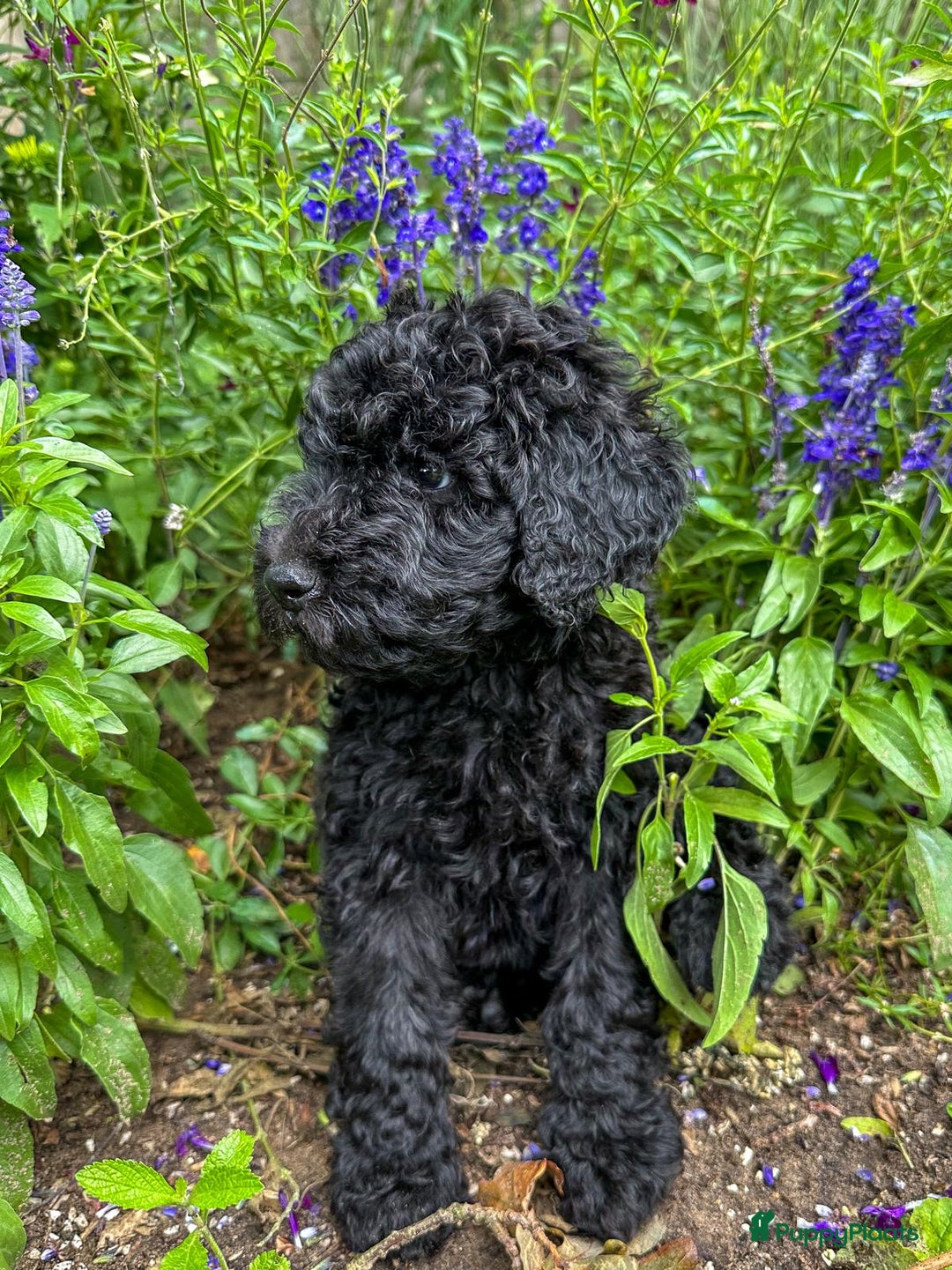 Poedel honden te koop: koningspoedel pups - Afbeelding 10