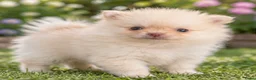 Pomeriaan honden te koop: Prachtige pomeriaan puppy's - Advertentie 11