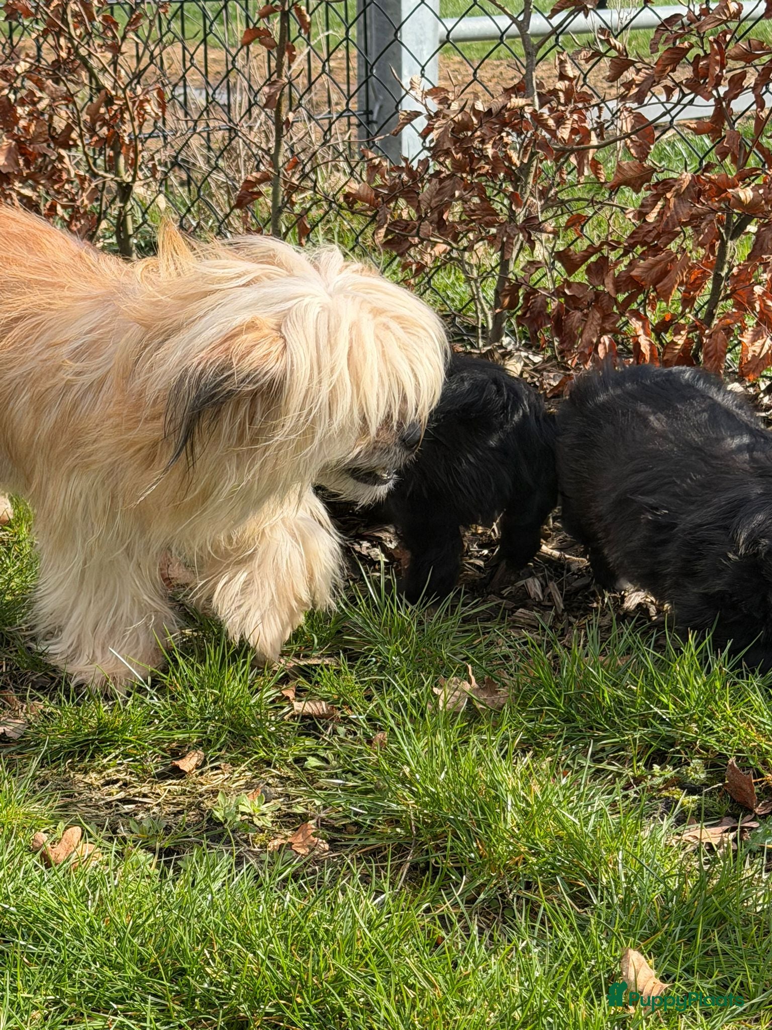 Boomer honden 3 vrolijke boomer pups  - Advertentie 1