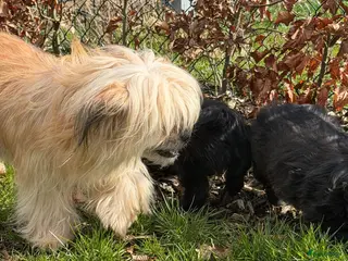 Boomer honden 3 vrolijke boomer pups - Advertentie 1