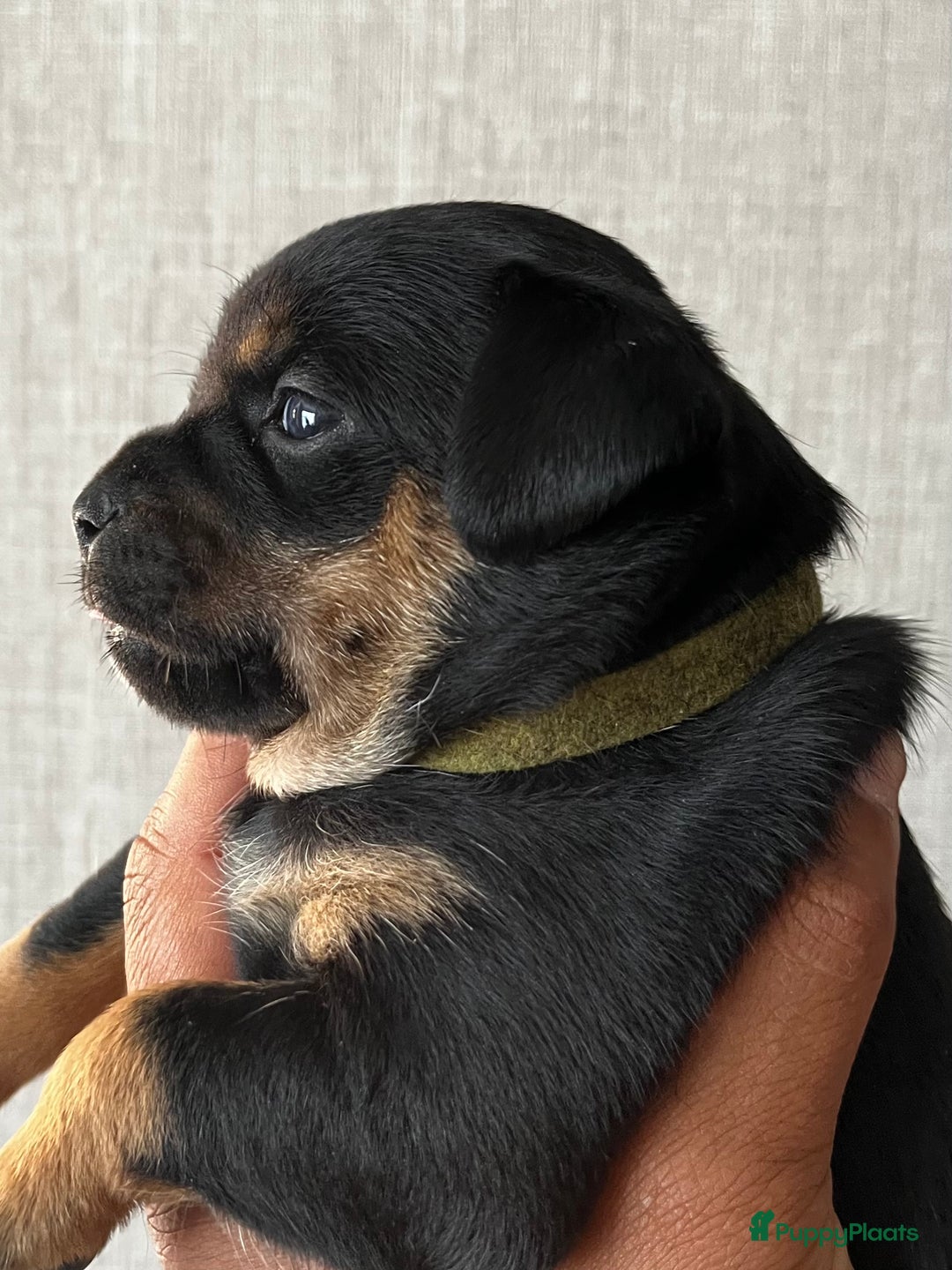 Dwergpinscher honden te koop: Carlin Pinscher Puppy’s te koop - Afbeelding 7