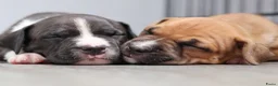 American Staffordshire Terriër honden te koop: Prachtige nestje amstaff pups - Advertentie 32