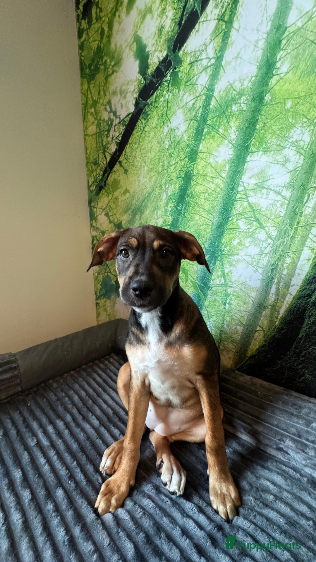 Kruising honden te koop: Amerikaanse Stafford x Hongaarse windhond - Advertentie 5