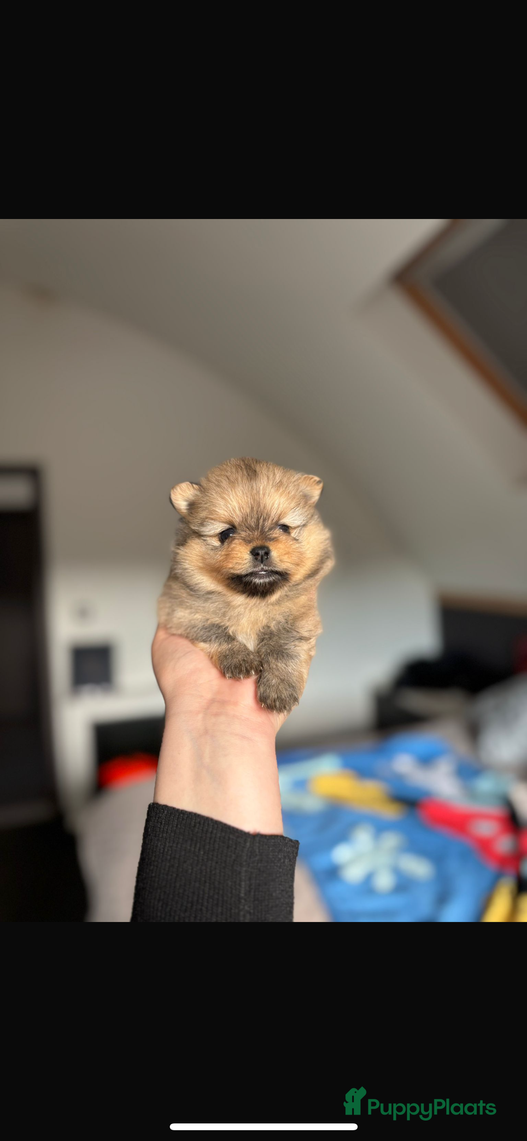 Pomeriaan honden te koop: Pomeriaan pups  - Afbeelding 13