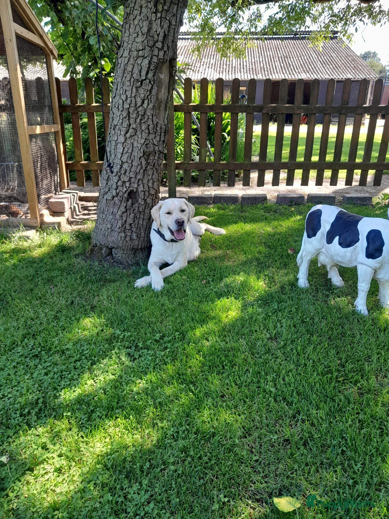 Labrador Retriever honden Labrador pups te koop - Advertentie 2