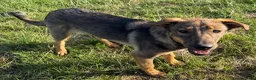 Kruising honden te koop: Fayaa - Advertentie 8