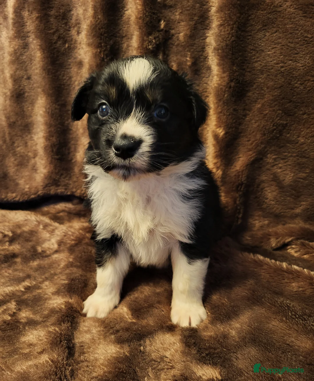 Australian Shepherd honden te koop: Aiustralian Shepherd teefje met FCI Stamboom - Advertentie 7