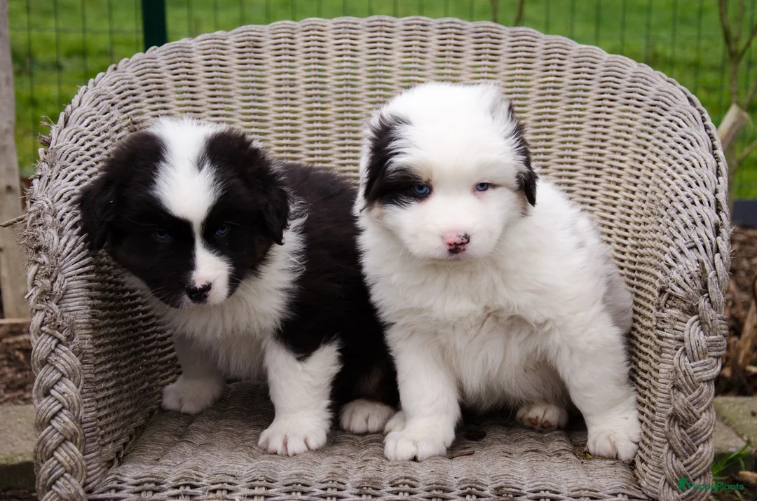 Australian Shepherd honden te koop: Australische herder pups geboren op boerderij (BE) - Advertentie 6