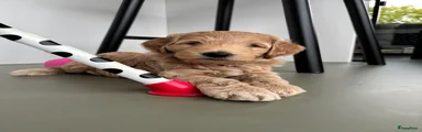 Kruising Puppy 5
