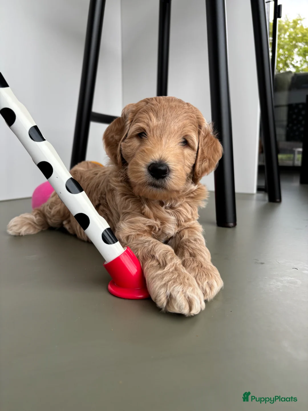 Kruising honden te koop: Australian Labradoodle pup (kleine medium) - Advertentie 1