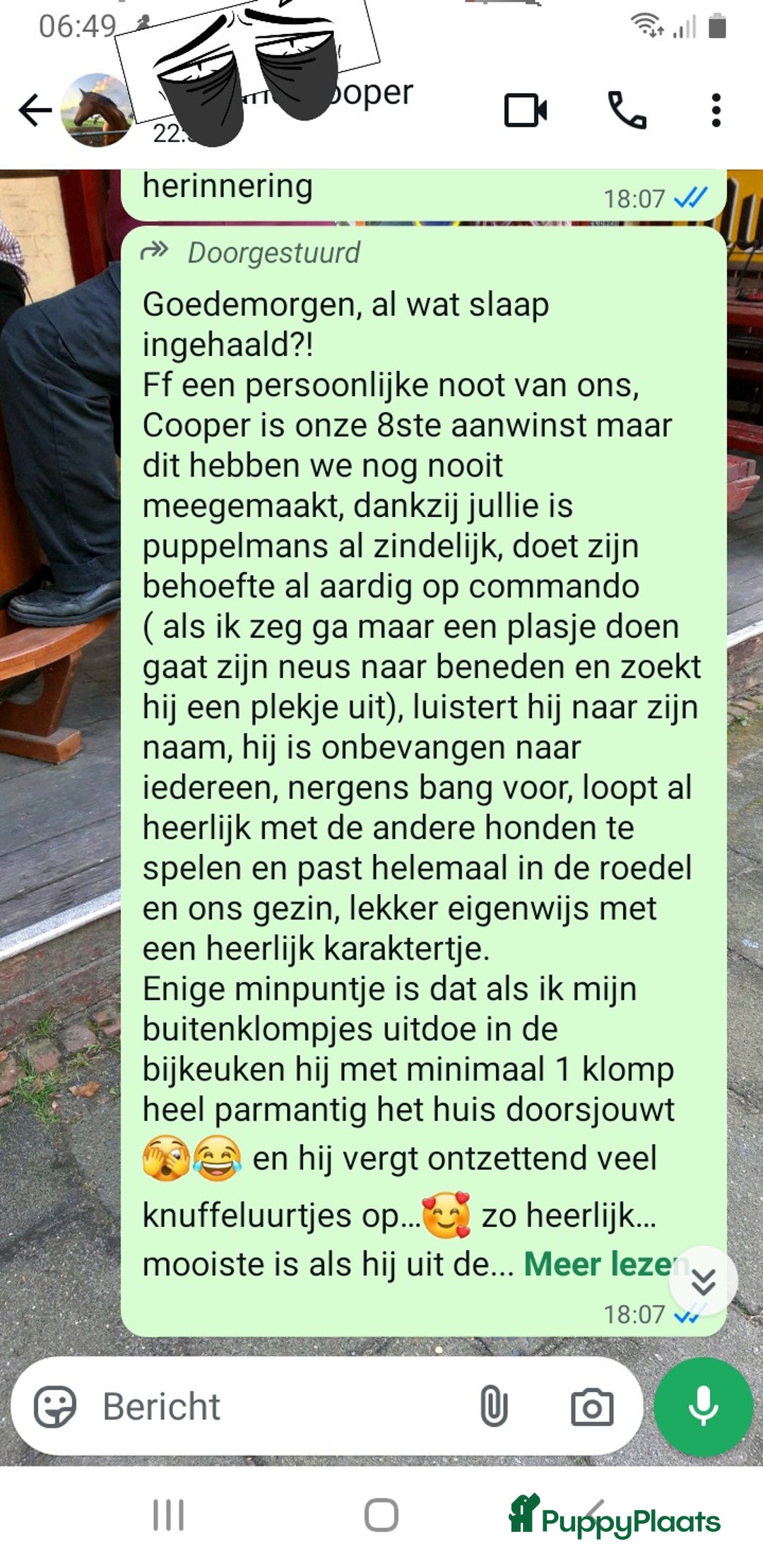 Rhodesian Ridgeback honden te koop: "Prachtige kruising Rhodesians"  in Bavel - Afbeelding 27