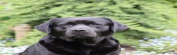 Labrador Retriever honden te koop: De ouders zijn van Uitmuntende afstamming! - Advertentie 4