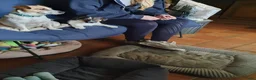 Jack Russel Terriër honden te koop: Speelse gezonde RASZUIVER JACK RUSSELpups LAAGBEEN - Advertentie 6