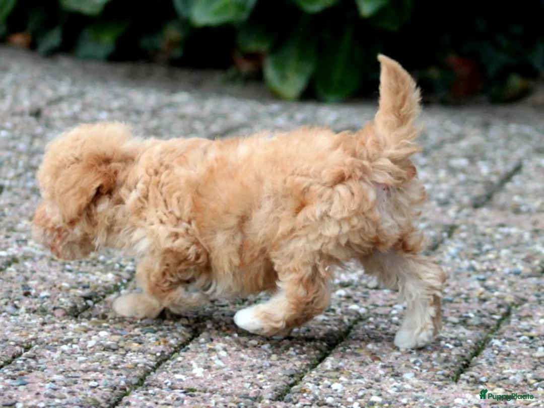 Maltipoo honden te koop: Maltipoo pups - Advertentie 3