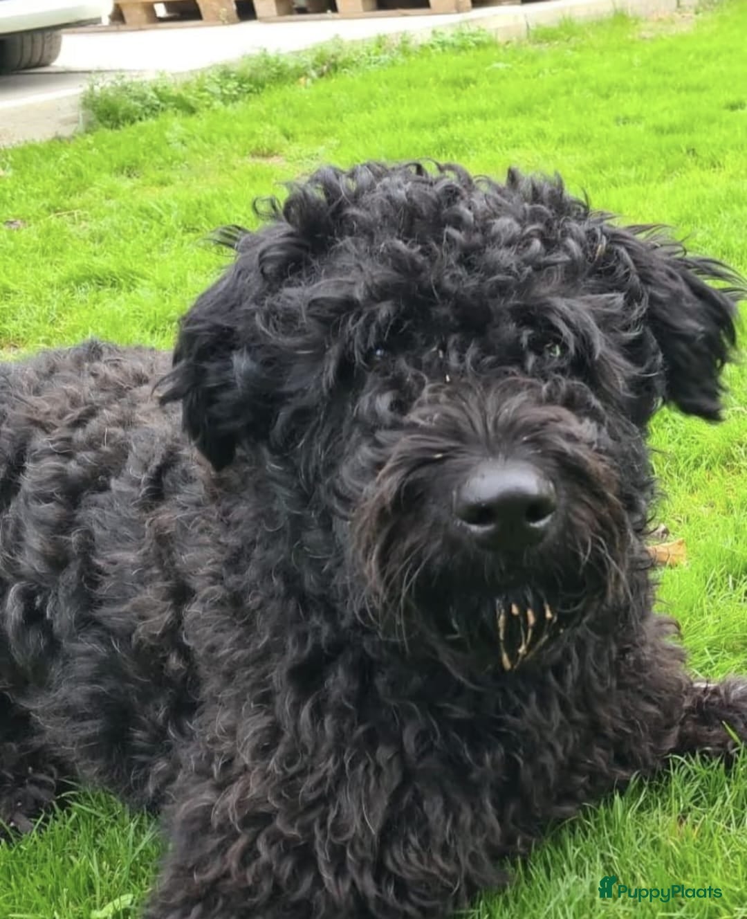 Bouvier des Flandres honden te koop: Raszuivere bouvier pups zonder stamboom. Gitzwart - Advertentie 10