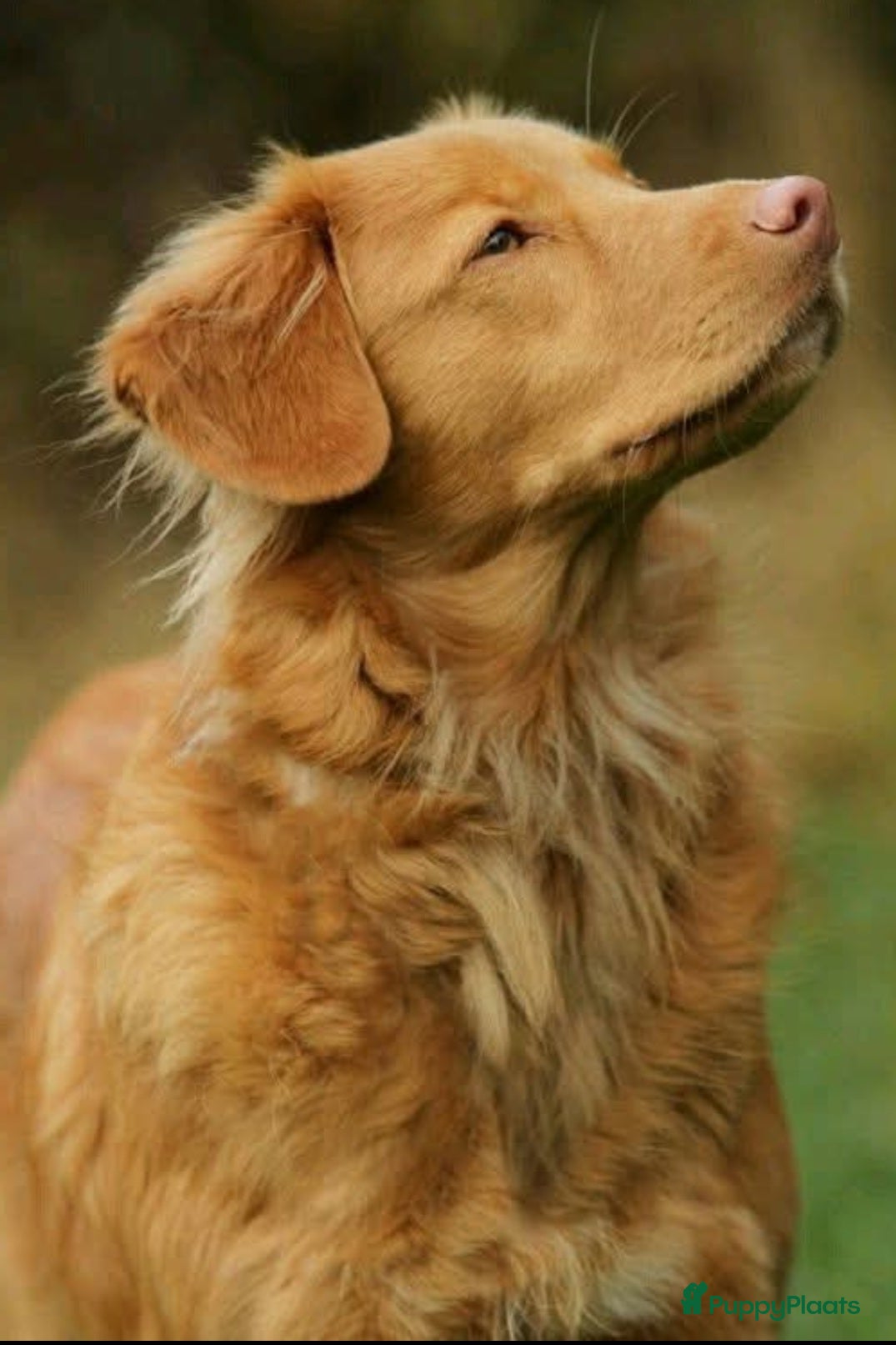 Nova Scotia Duck Tolling Retriever honden Nova scotia duck tolling retriever pups verwacht - Advertentie 1