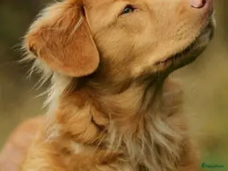 Nova Scotia Duck Tolling Retriever honden Nova scotia duck tolling retriever pups verwacht - Advertentie 2