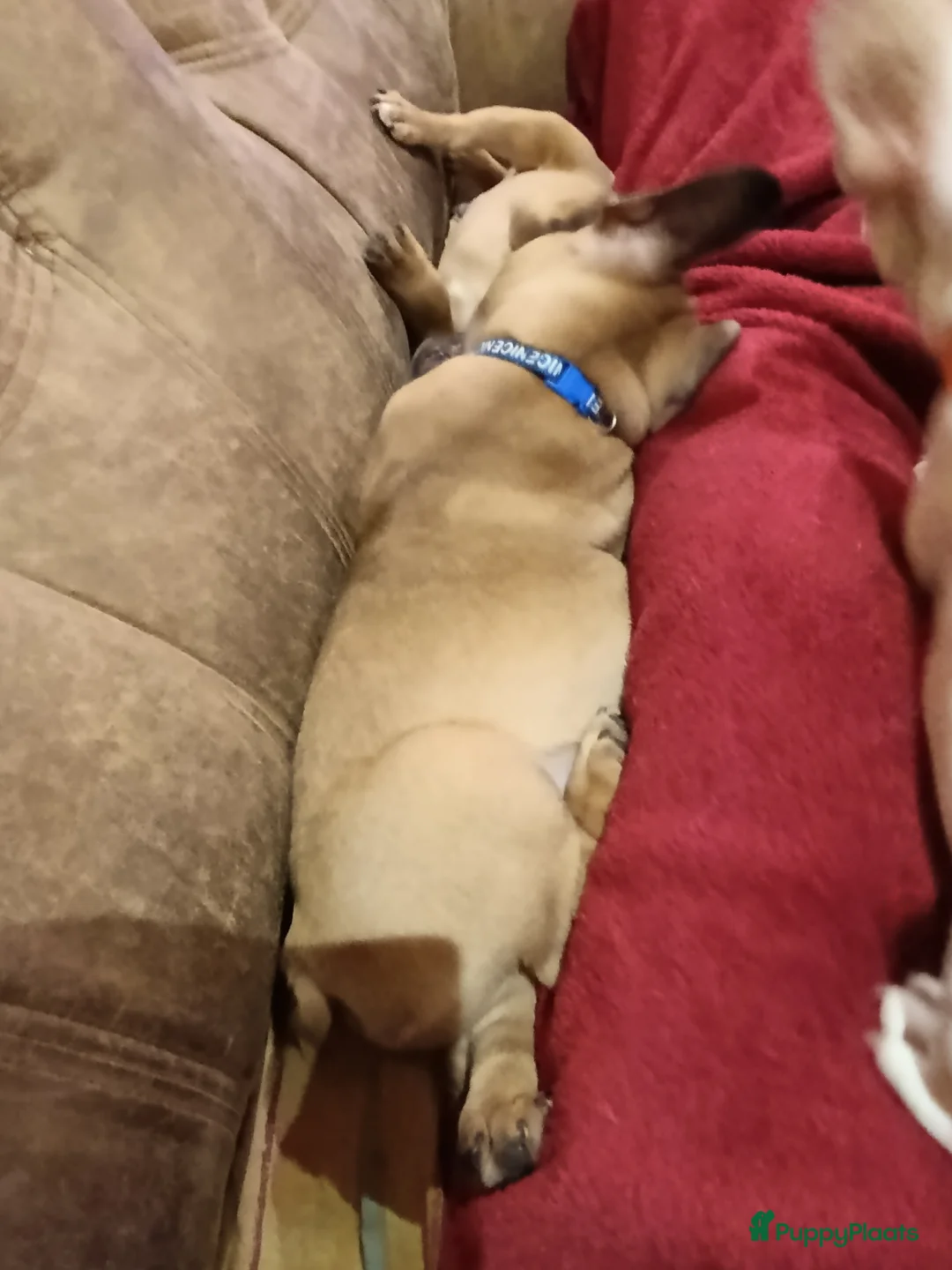 Franse Bulldog honden te koop: Franse bulldog raszuiver FCI (geteste ouders)  - Advertentie 11