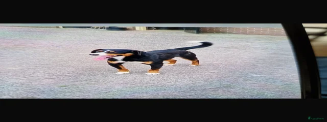Vader