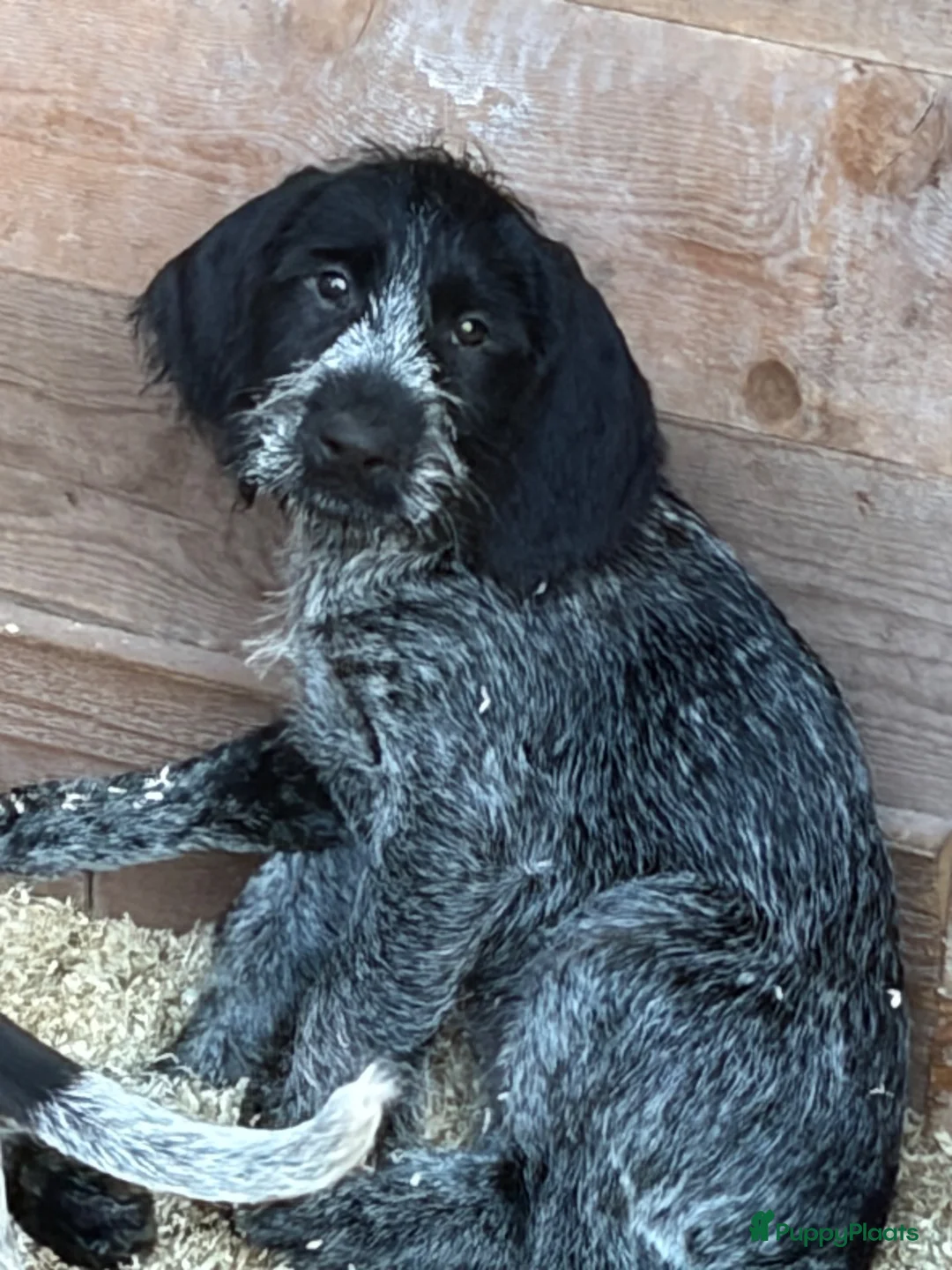Duitse Staande Hond Draadhaar honden te koop: Pups te koop  - Advertentie 2