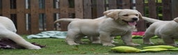 Labrador Retriever honden te koop: Authentieke Gele Labrador pups met Stamboom  - Advertentie 6