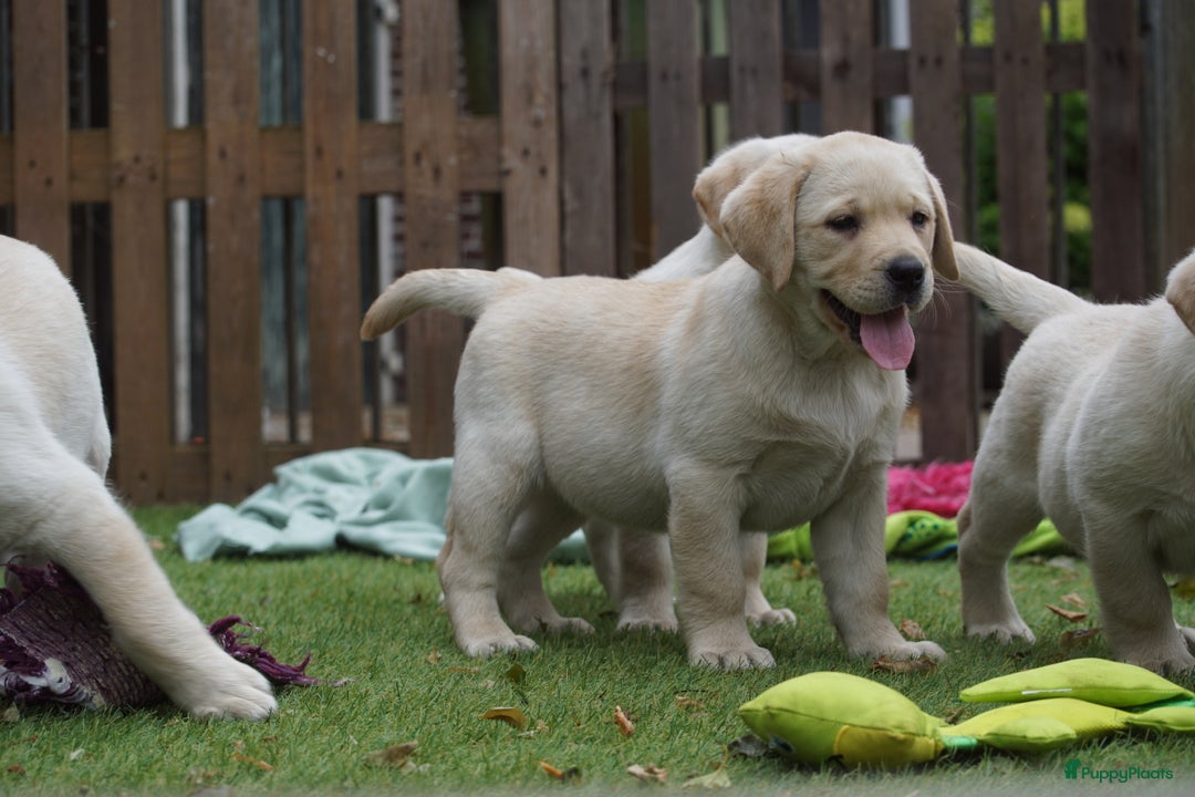 Labrador Retriever honden te koop: Authentieke Gele Labrador pups met Stamboom  - Advertentie 6