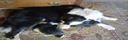 Kruising honden te koop: Friese Collie - Advertentie 1