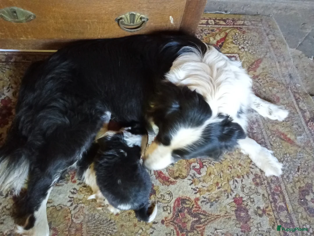 Kruising honden te koop: Friese Collie - Advertentie 1