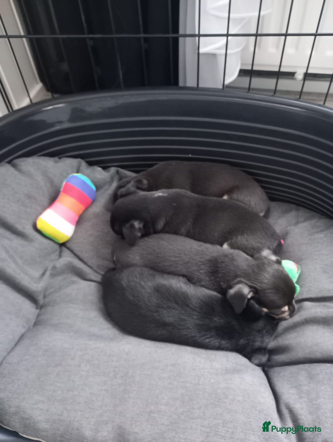 Chihuahua honden te koop: Raszuivere chihuahua pups - Advertentie 4