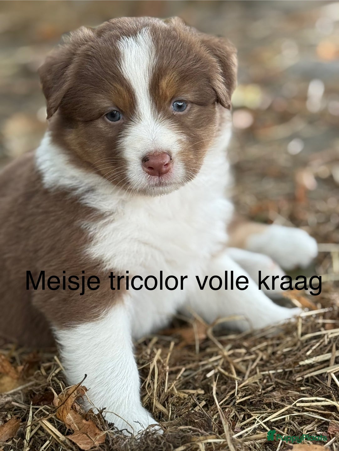Australian Shepherd honden te koop: Raszuivere Australian Shepherd  - Afbeelding 14