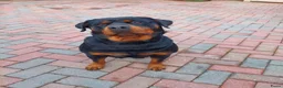 Rottweiler honden te koop: Rottweiler pup  - Advertentie 7