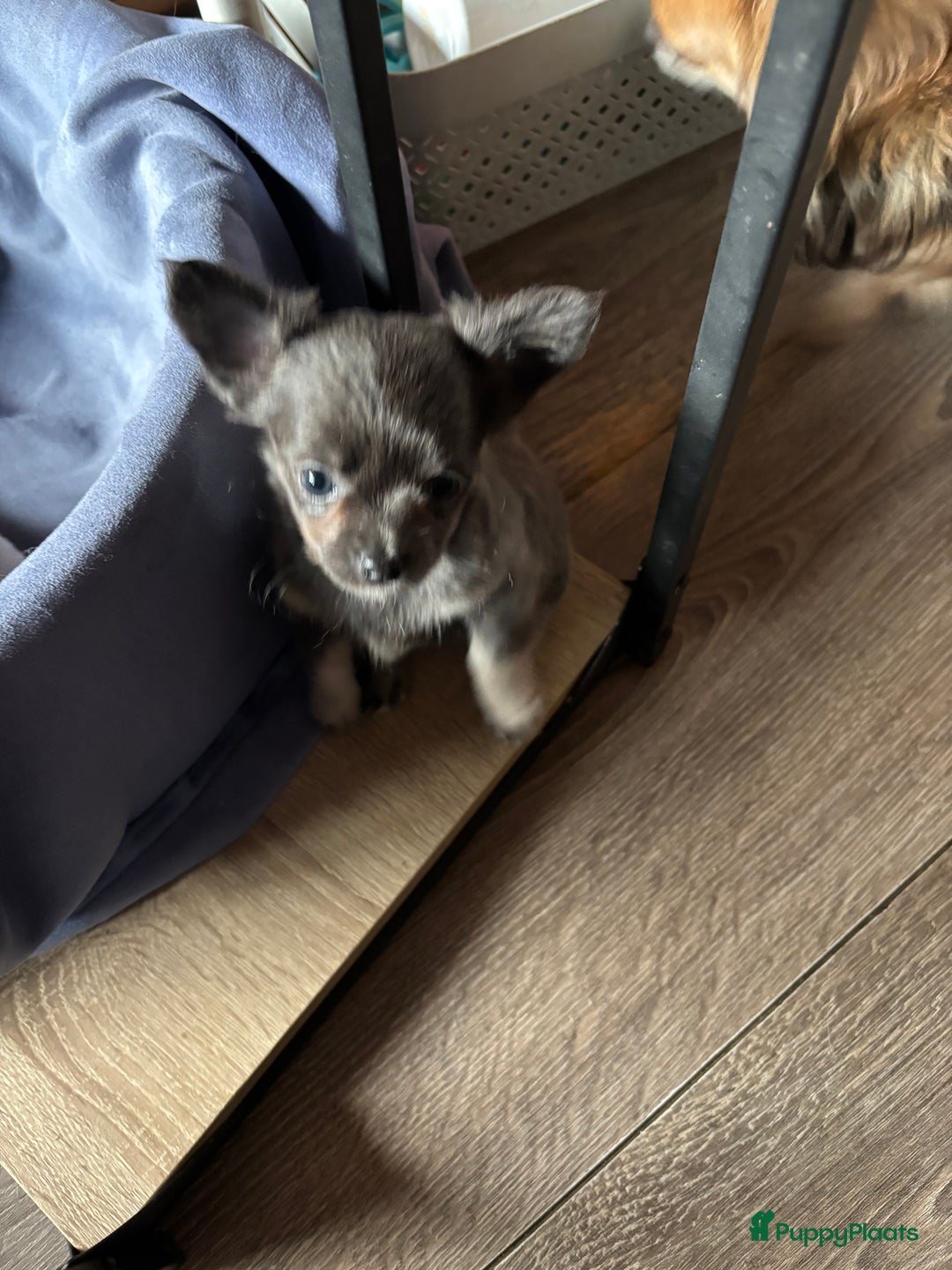 Chihuahua honden te koop: Bleu teefje - Advertentie 5