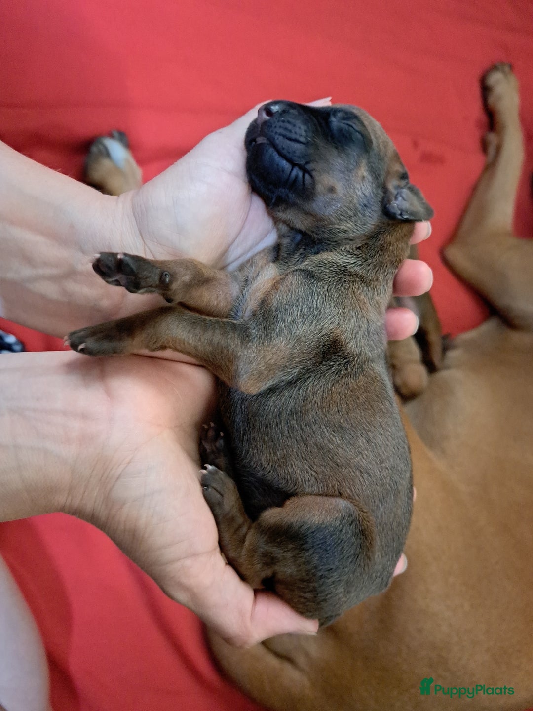 Rhodesian Ridgeback honden te koop: Eenmalig RR nestje-half juni van Keniaanse Teef in Elst - Afbeelding 11