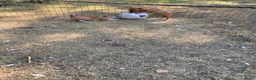 Jack Russel Terriër honden te koop: Jack Russell pups  - Advertentie 7