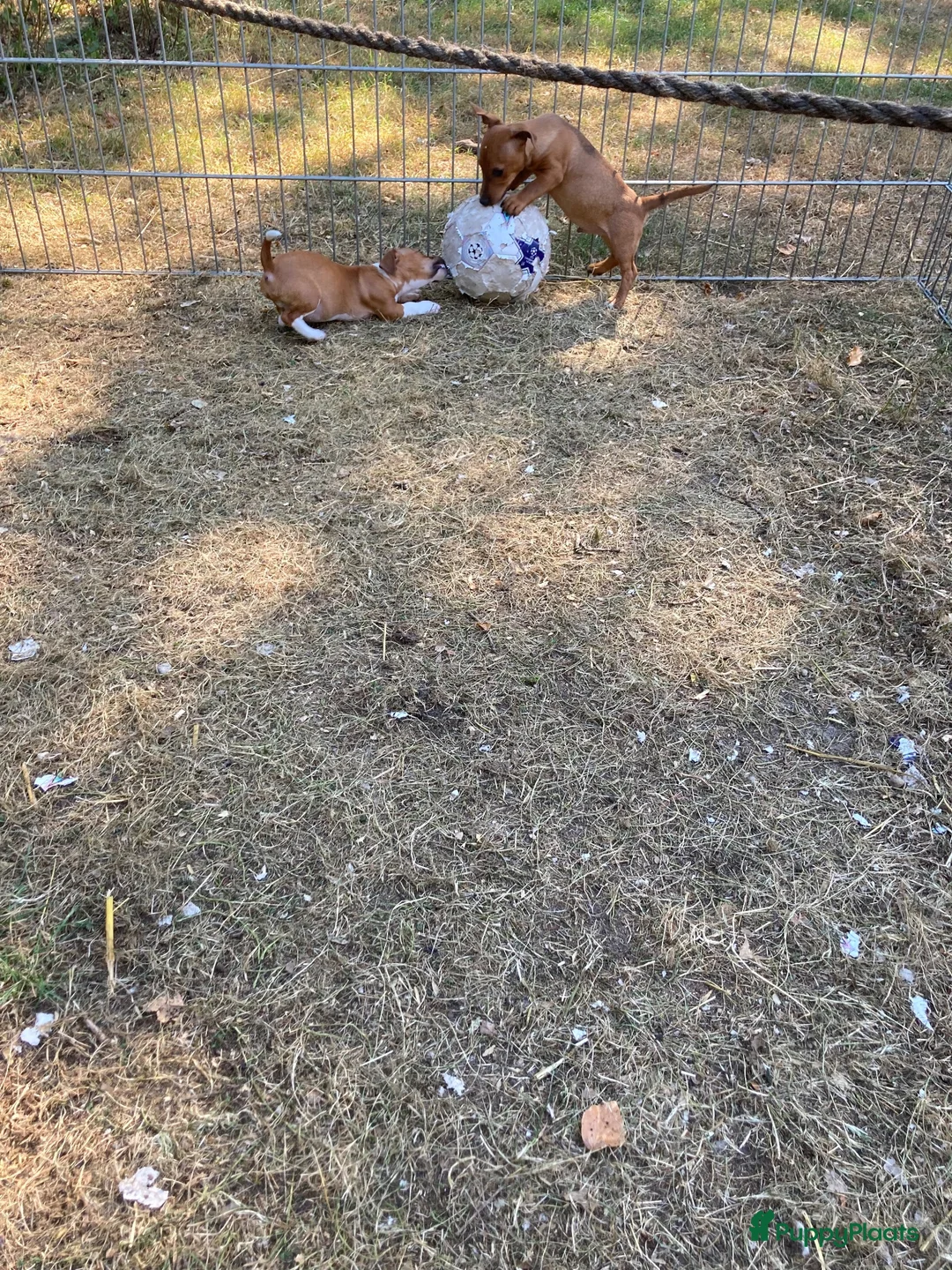 Jack Russel Terriër honden te koop: Jack Russell pups  - Advertentie 7