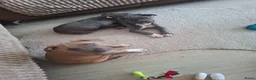 American Staffordshire Terriër honden te koop: American Staffordshire Terrier-last 3 puppies !!! - Advertentie 1