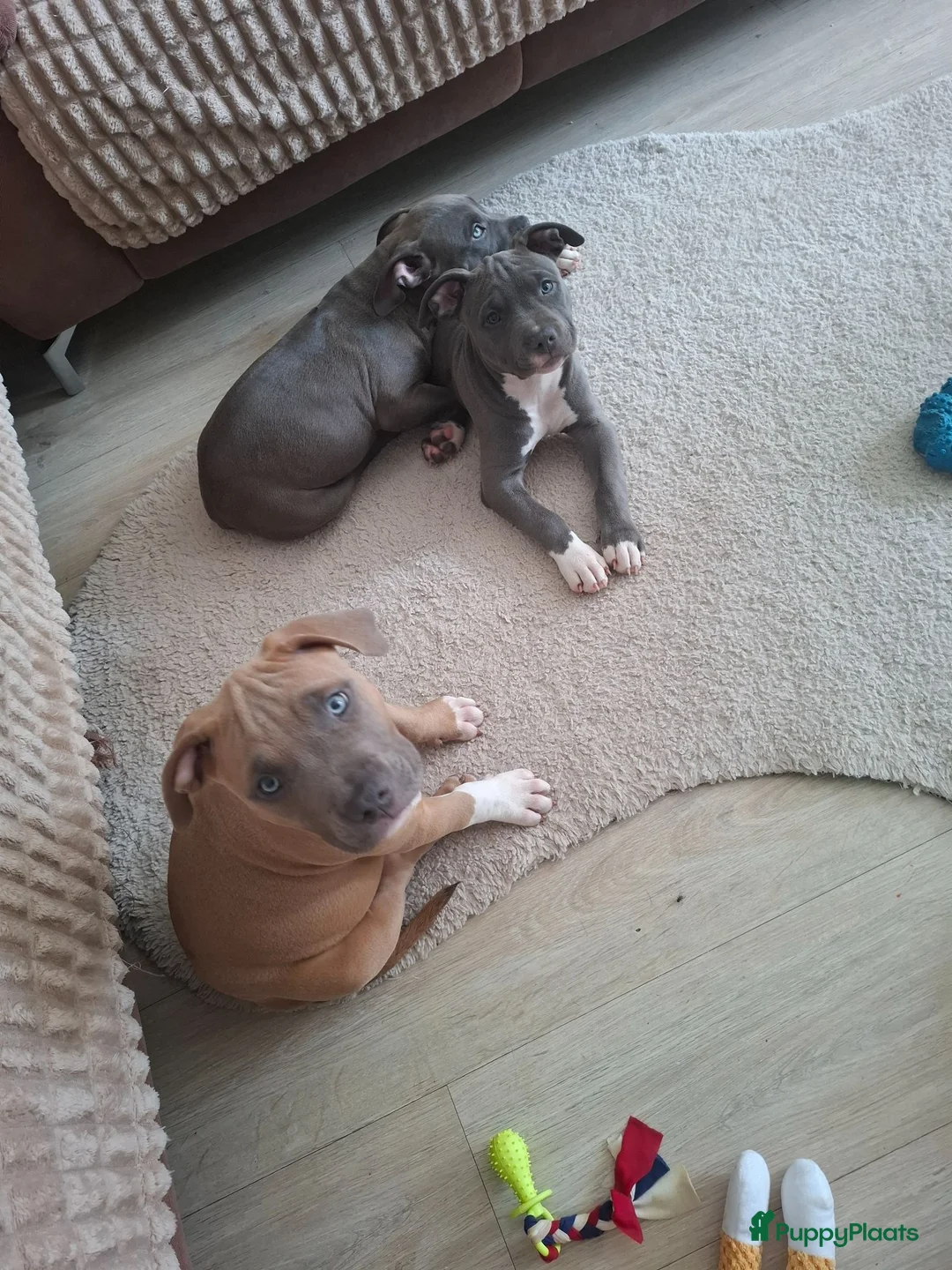 American Staffordshire Terriër honden te koop: American Staffordshire Terrier-last 3 puppies !!! - Advertentie 1