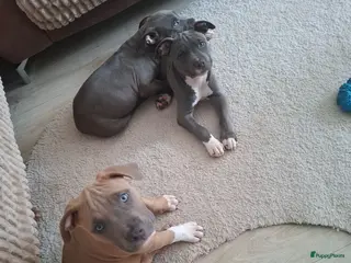 American Staffordshire Terriër honden American Staffordshire Terrier-last 3 puppies !!! - Advertentie 8