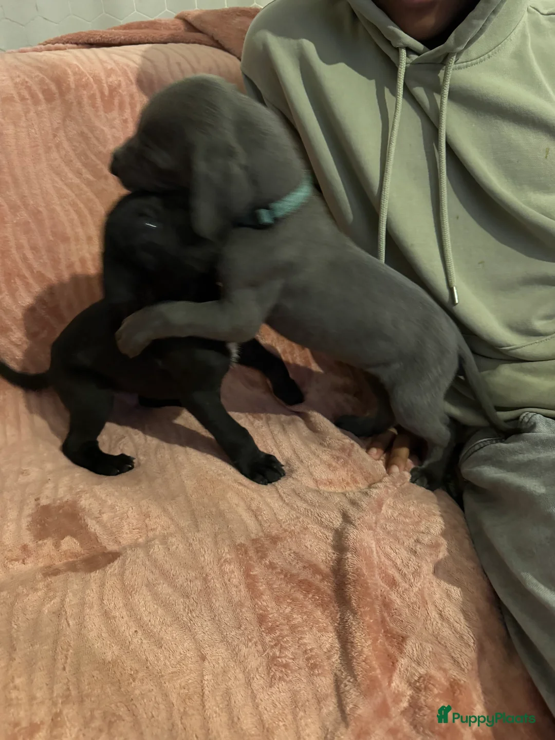 Duitse Dog honden te koop: Duitse dog puppies  - Advertentie 12