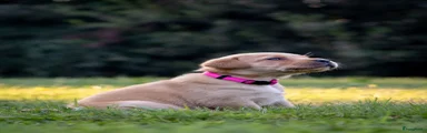 Labrador Retriever - Roze